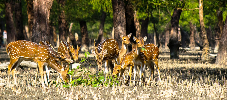 Sundarban Sundarban